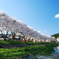 夕暮れ前の千蔵桜