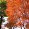 紅葉も