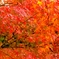 紅彩　１　正暦寺