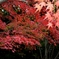 紅彩　２　正暦寺