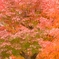 紅彩　３　郡山城址