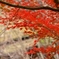 紅彩　４　民俗公園