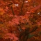 紅彩　５　民俗公園