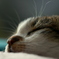 Sleeping face