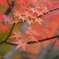紅彩　６　民俗公園