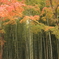 京都の秋２