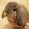 うさちゃん