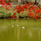 水辺に紅葉の降りかかる