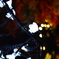 ライトのむこうに紅葉