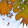 イラスト風？紅葉
