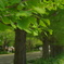Ｇｒｅｅｎ　ginkgo