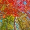 カエデ白樺紅葉IPHONE2