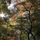 見上げた空と紅葉