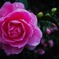 冬の花