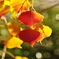 街の紅葉１１