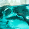 ペンギン