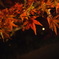寂しげな紅葉
