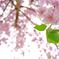 桜2