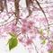 桜3