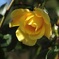 12月の薔薇