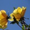 12月の薔薇