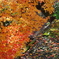 2011紅葉2