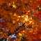 2011紅葉3