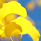201112Autumn