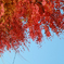 201112Autumn