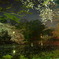 三島大社夜桜