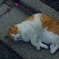 駒込の猫