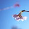 四季桜