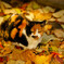 彩ねこ