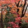 平林寺の紅葉