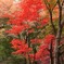 平林寺の紅葉