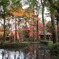 平林寺の紅葉３