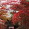 平林寺の紅葉４