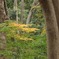 平林寺の紅葉７