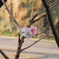 photo_1530487