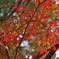 大平山　謙信平の紅葉