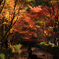 DSC_2203RAW_1