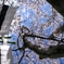 旗めく桜