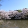 源平池の桜