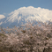 富士山と桜。