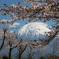 富士山と桜。