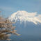 富士山と桜。