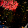 紅葉_