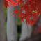 紅葉２_
