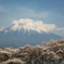 富士山と桜。