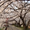 桜並木